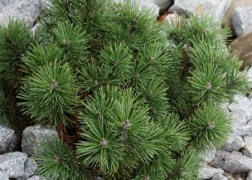 Pinus mugo pumilio / Törpe fekete fenyő